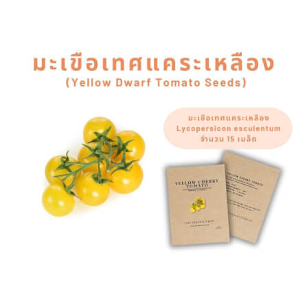 เมล็ดพันธุ์มะเขือเทศแคระเหลือง LETPOT ไทย ออแกนิค ฟาร์ม_2